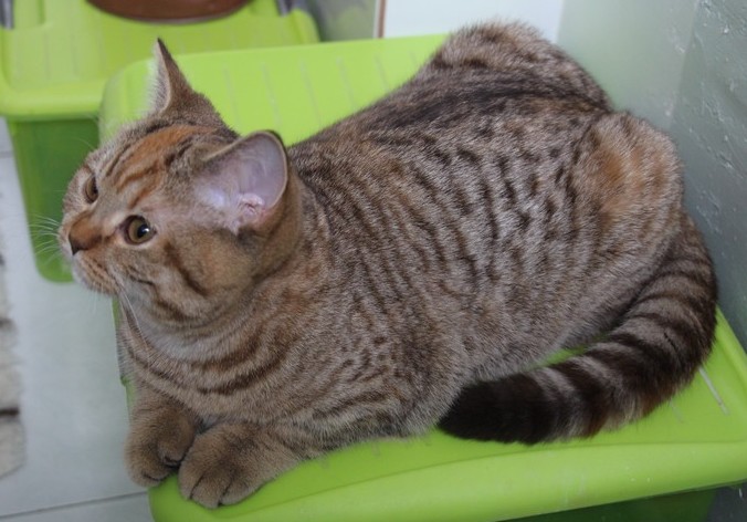 Leela, chocolat tortie spotted tabby, DISPONIBLE