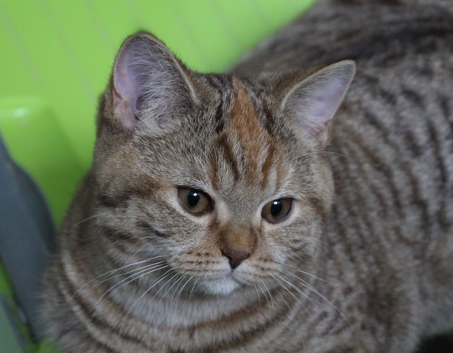 Leela, chocolat tortie spotted tabby, DISPONIBLE