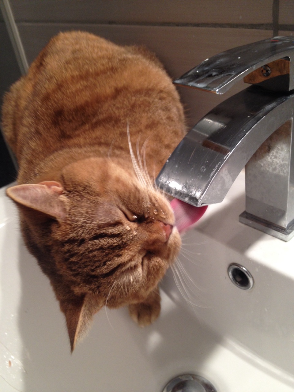 Comme à Touvre, Hespérides sait très bien boire au robinet !