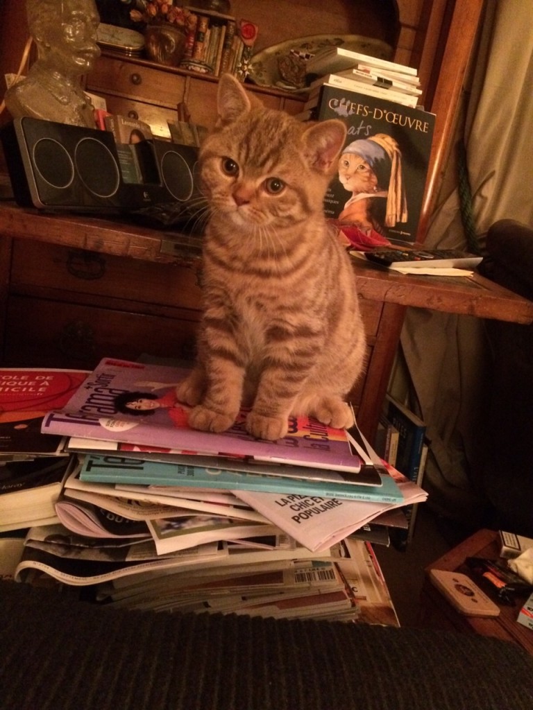 Dans sa nouvelle maison, Messidor, chef d'oeuvre vivant devant le livre des "Chefs d'oeuvre-chats"...