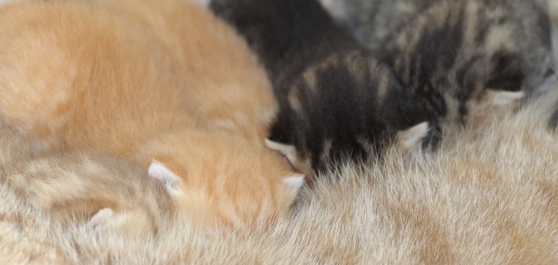 Les cinq chatons de Lasya des Sources de la Touvre et Aaron Lord Chubby
