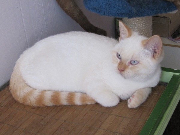 Horace British Shorthair Red Tabby Point Img 4749 Chatterie Des Sources De La Touvrechatterie Des Sources De La Touvre