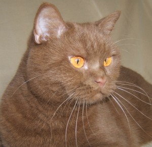 Couleur CINNAMON