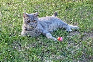 Couleur : BLUE Blotched TABBY