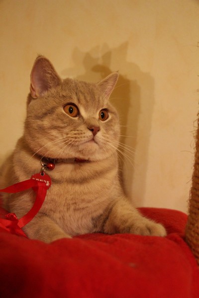 British shorthair lilac tabby