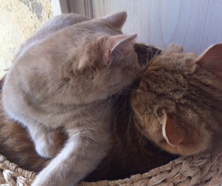 Chattes British shorthair Lilac et cinnamon tortie tabby