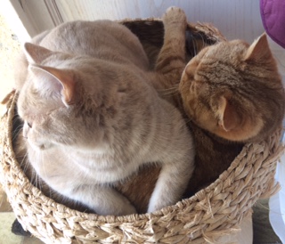 Chattes British shorthair Lilac et cinnamon tortie tabby