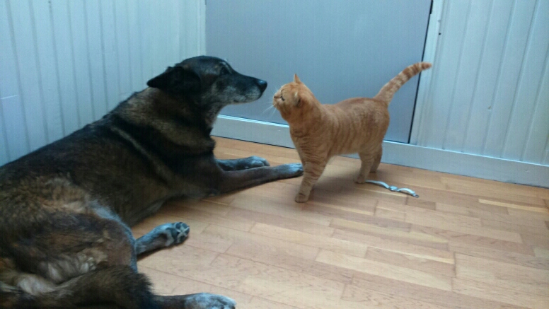 Garfield/Hector et Bratack, le sage Malinois qui aime la compagnie des chats. Notez l'assurance d'Hector plus rassuré que Bratack !