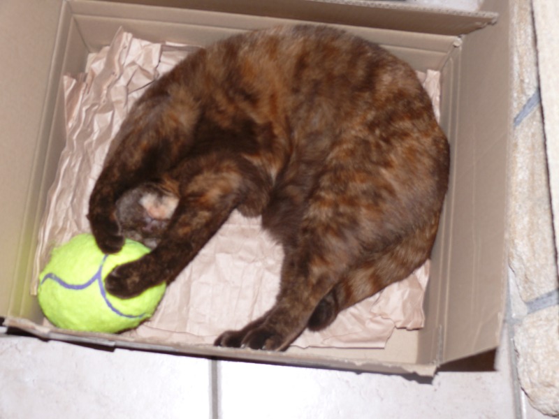 Inès et le ballon de rugby chipé à Marlo