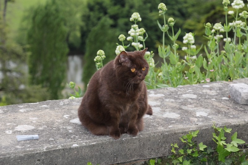 Vénus de peyrat, British shorthair chocolat, à 12 ans