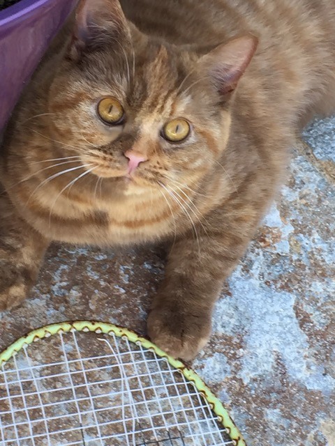 Larissa des Sources de la Touvre, Cinnamon tortie, à 9 mois