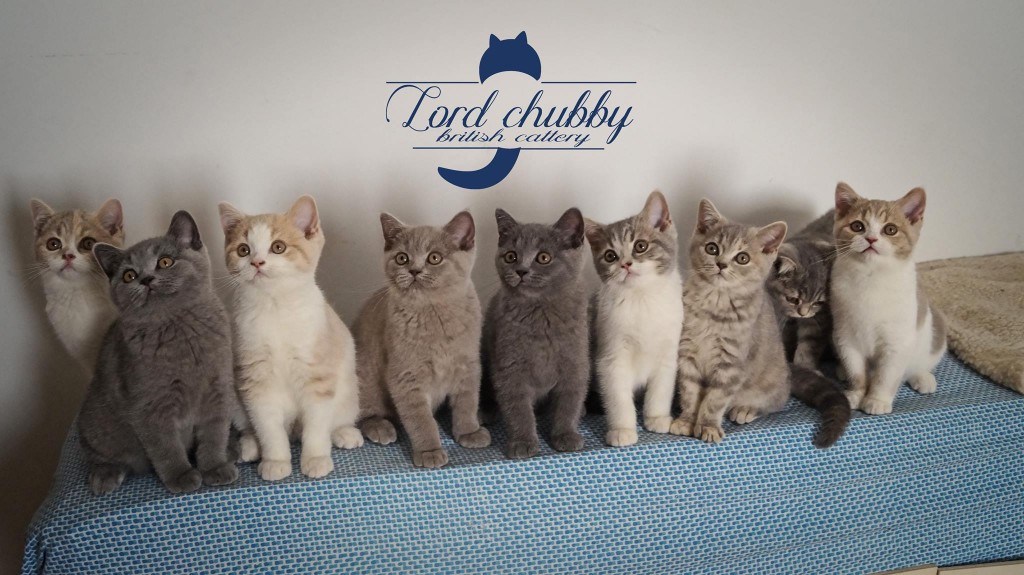 La ribambelle de chatons British Shorthair Lord Chubby