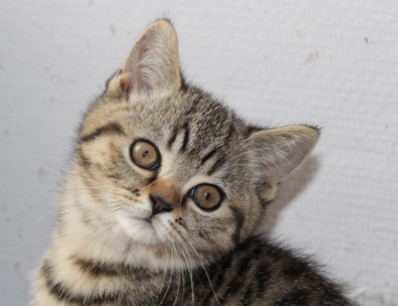 Mamzelle, brown mackerel tabby, à 2 mois et demis