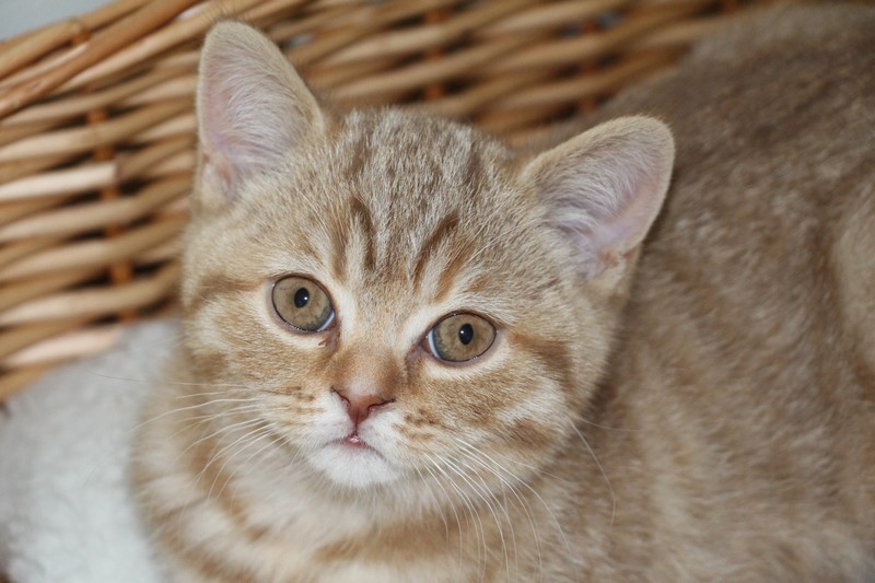 Marquise, chocolat mackerel tabby, à 2 mois et demis