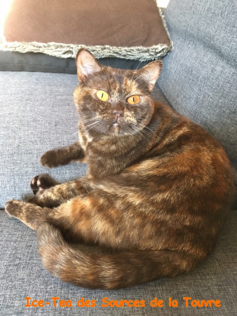 Ice-Tea, British Shorthair chocolat tortie, 3 ans