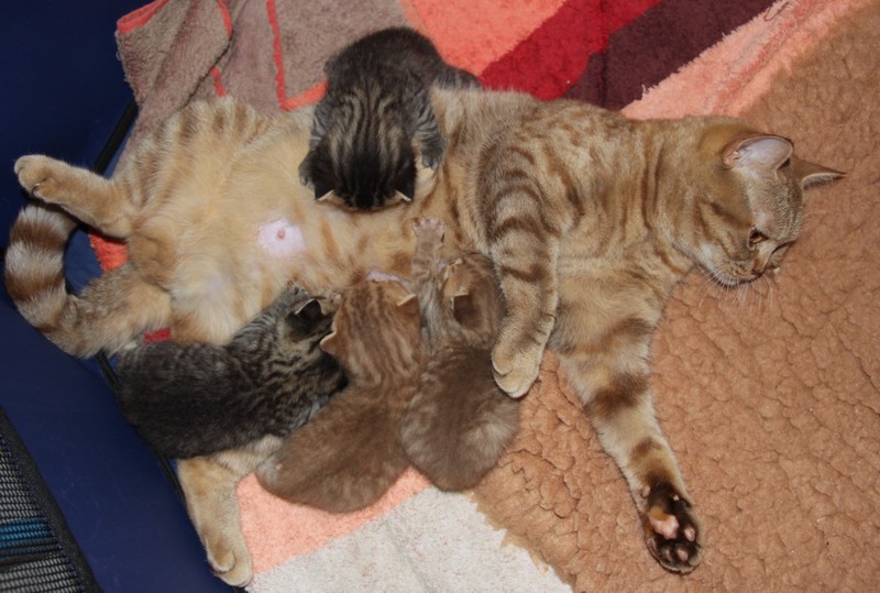 la portée à presque trois semaines : brown mackerel tabby et cinnamon mackerel tabby