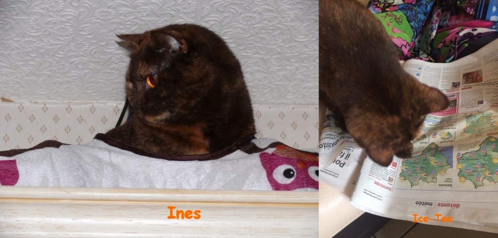 Deux British Shorthair chocolat tortie