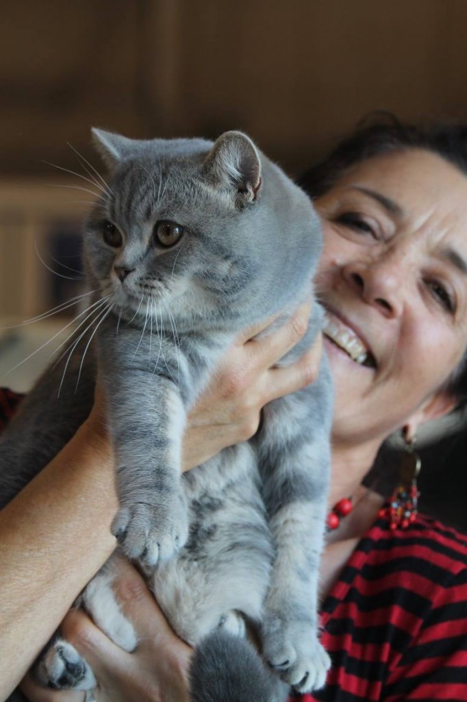 British shorthair bleu tabby blotched 