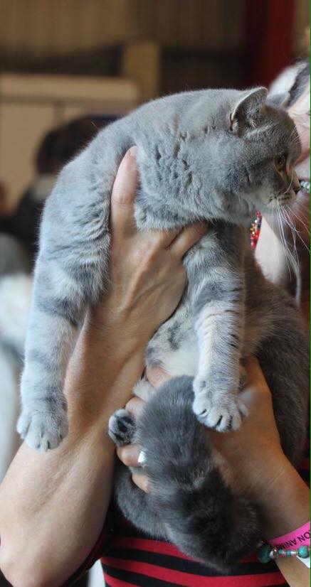 British shorthair bleu tabby blotched 