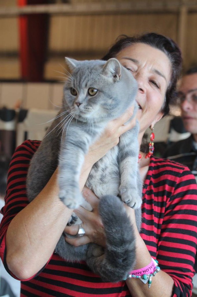 British shorthair bleu tabby blotched 