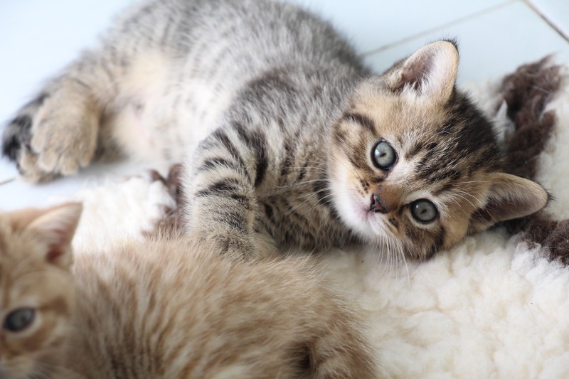 chaton British shorthair Brown tabbyimg_6172