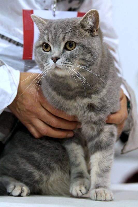 British shorthair bleu tabby blotched 