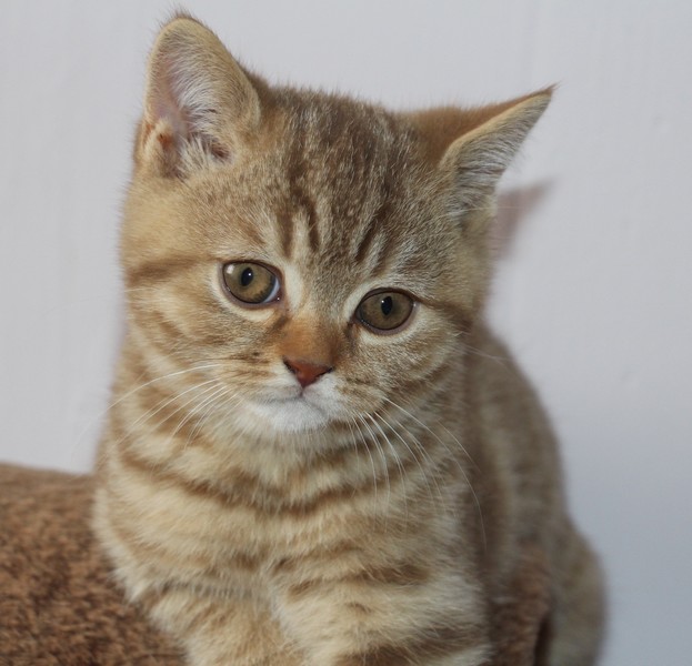 British shorthair chocolat mackerel tabby