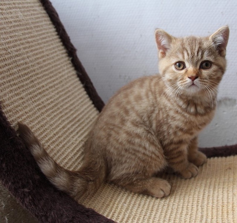 British shorthair chocolat mackerel tabby