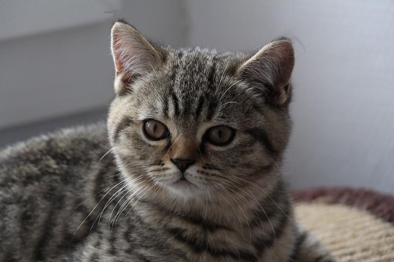 Mamzelle, quand elle était encore à la chatterie