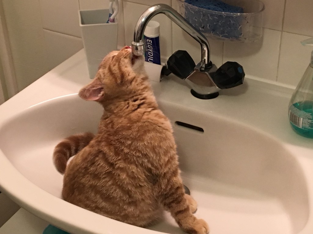 Marquise est déjà familière de son nouveau lavabo...