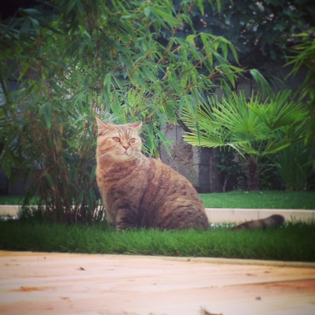 ... mais se montre très ... mais se montre très attentive dans le jardin de Priscilla et Grégory !