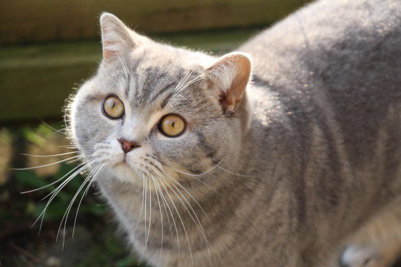 British shorthair bleu blotched tabby