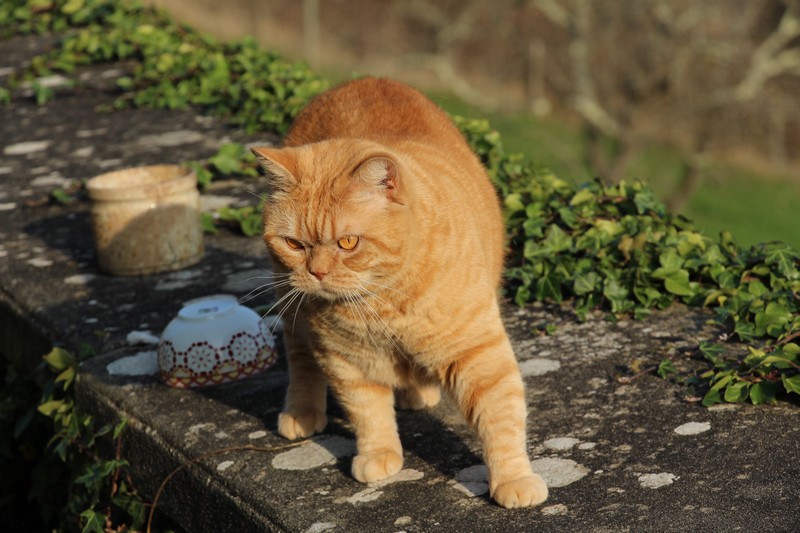 British Shorthair roux