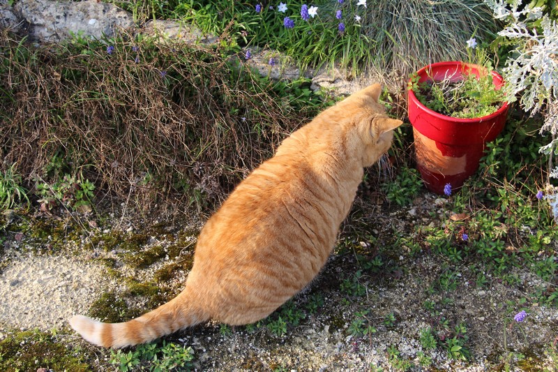 Gatby et sa gourmandise...ça se voit ! 