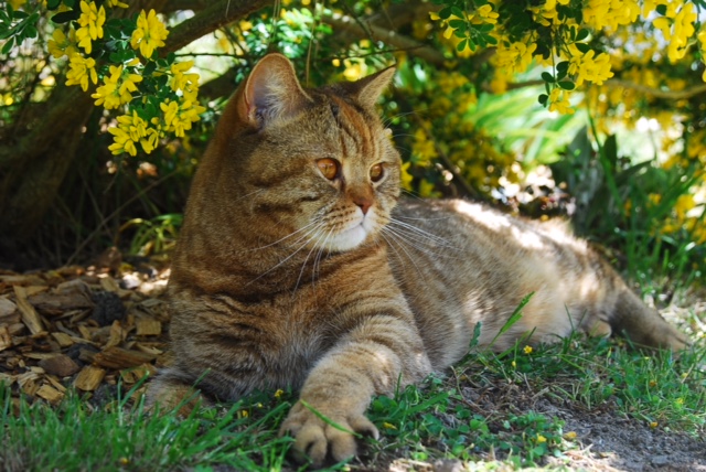 Leela des Sources de la Touvre, British shorthair chocolat tortie tabby