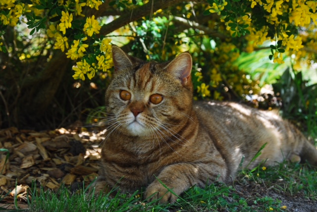 British shorthair chocolat tortie tabby