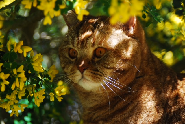 British shorthair chocolat tortie tabby