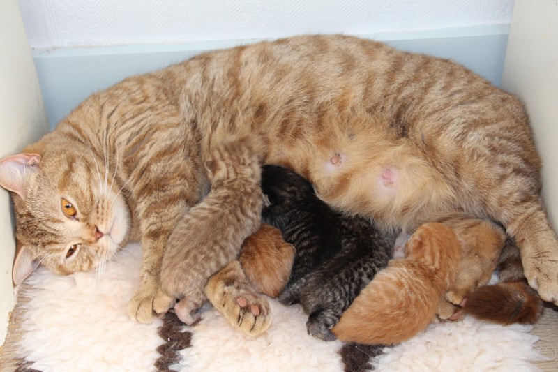 Lasya et ses cinq chatons à un jour