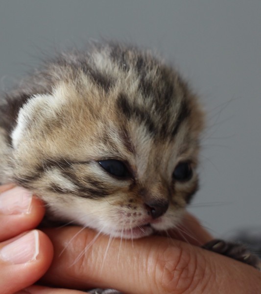 Mâle Brown mackerel tabby