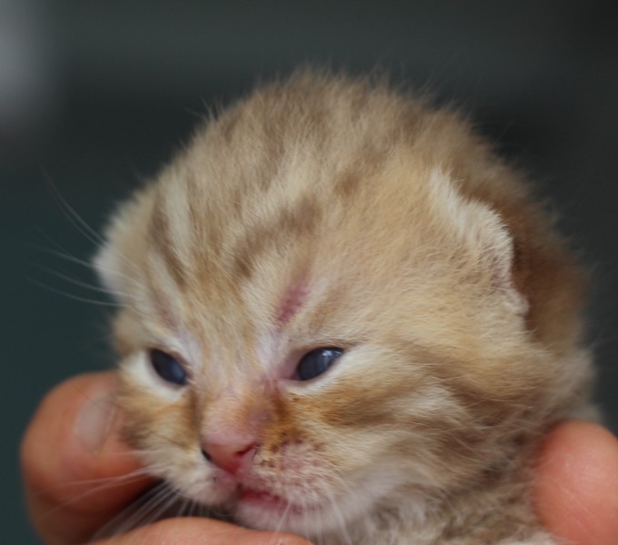 Mâle chocolat tabby