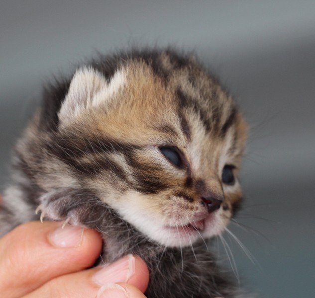 Femelle Brown tabby