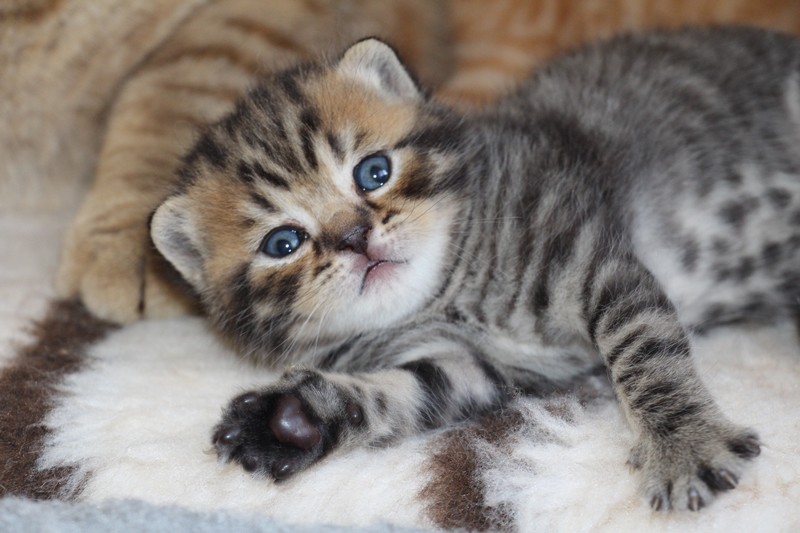 Narendra (mâle), couleur brown mackerel tabby