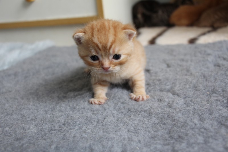 Nemo (mâle), couleur Red mackerel tabby