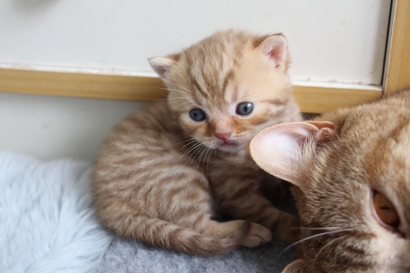 Nirad (mâle), couleur Chocolat mackerel tabby