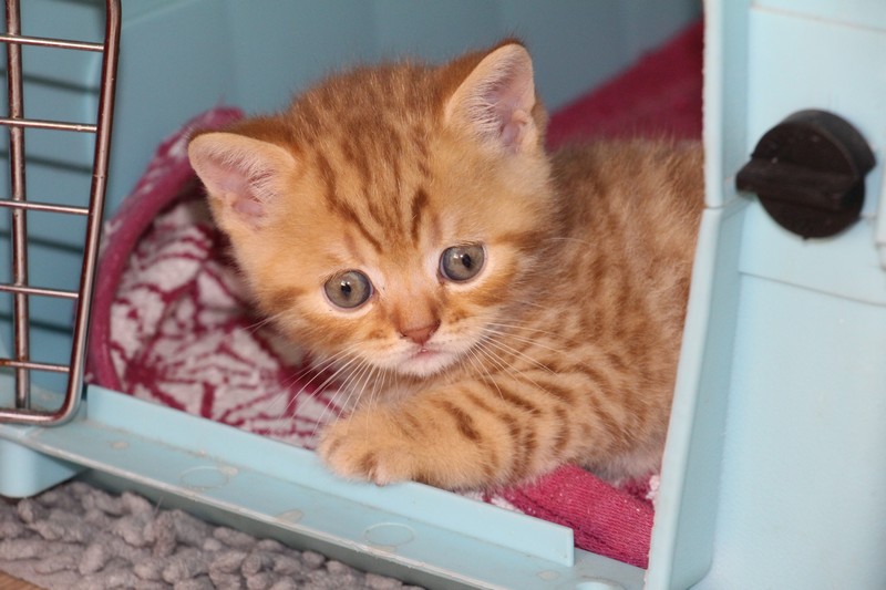 Nirad, chaton chocolat mackerel tabby, à un mois, DISPONIBLE à la réservation