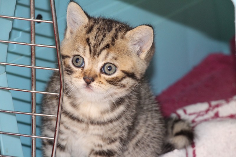 Nahéma, chatonne Brown mackerel tabby, à un mois. DISPONIBLE à la réservation