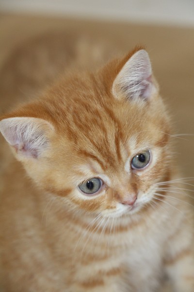 Néko, chaton British shorthair roux rayé, red mackerel tabby, DISPONIBLE