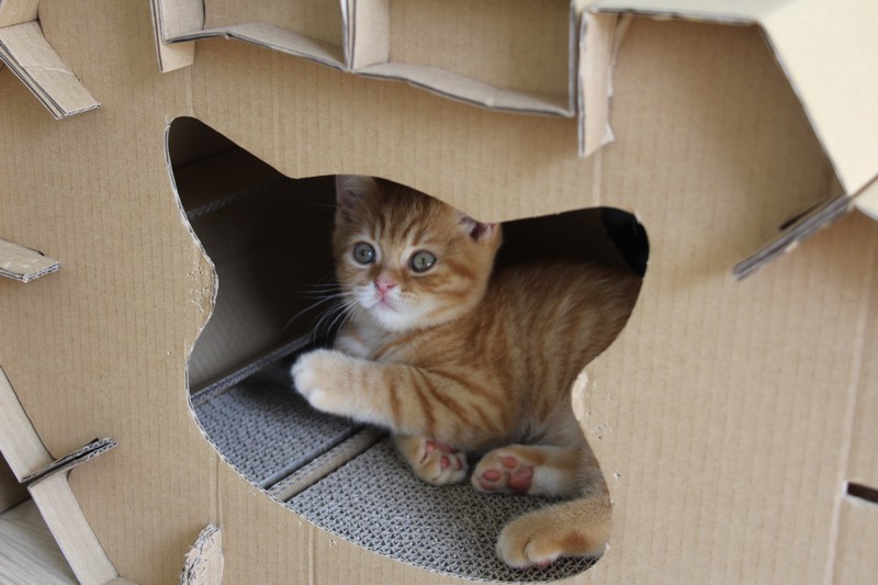 Néko (disponible à l'adoption), sage, dans la maison en carton...mais le calme ne va pas durer !