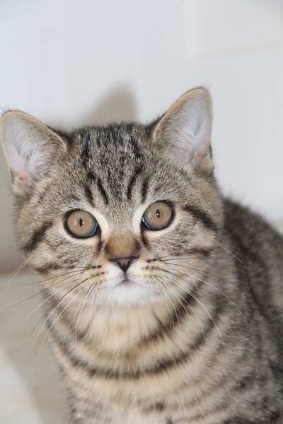 Némo, brown mackerel tabby