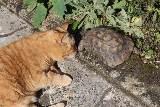 Le Chat Et La Tortue Chatterie Des Sources De La Touvrechatterie Des Sources De La Touvre